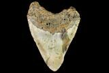 Fossil Megalodon Tooth - North Carolina #109720-2